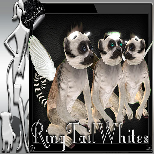 ring-tail-white.jpg